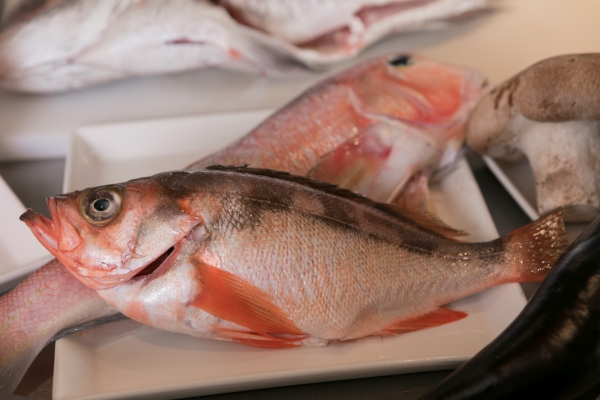 鉄板Rでは、鮮魚は、境港、鳴門など産地直送の魚を日々買い付けに！