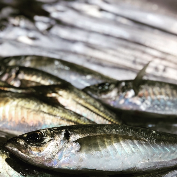 太刀魚　鯵
