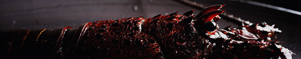 素材・イセエビ