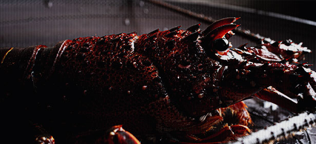 素材・イセエビ